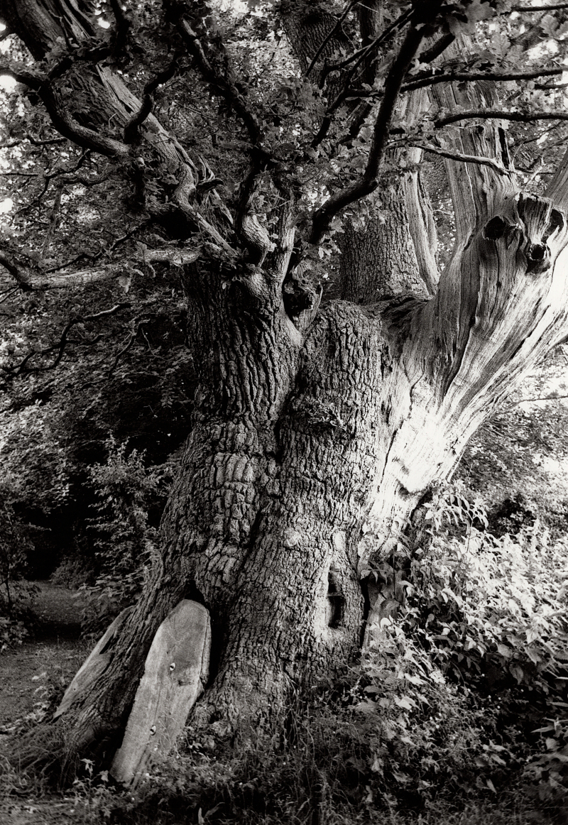 400 Year old Oak Tree with crown missing and light shining through onto it.