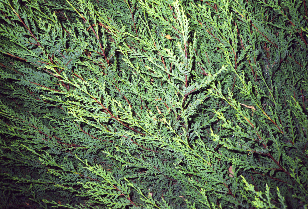 Close up of Evergreen tree at night