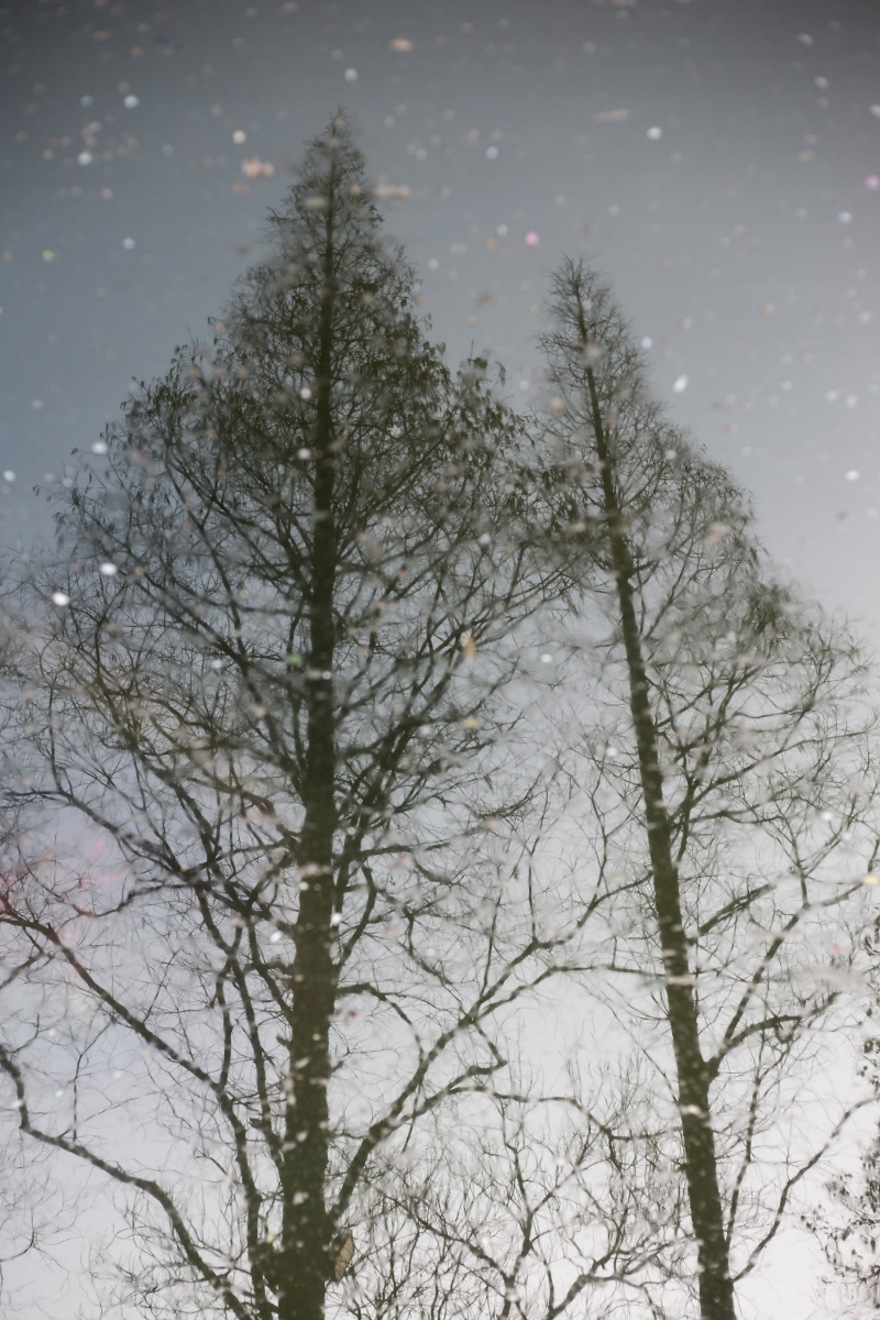 Reflection of trees with no leaves and blossom in water.