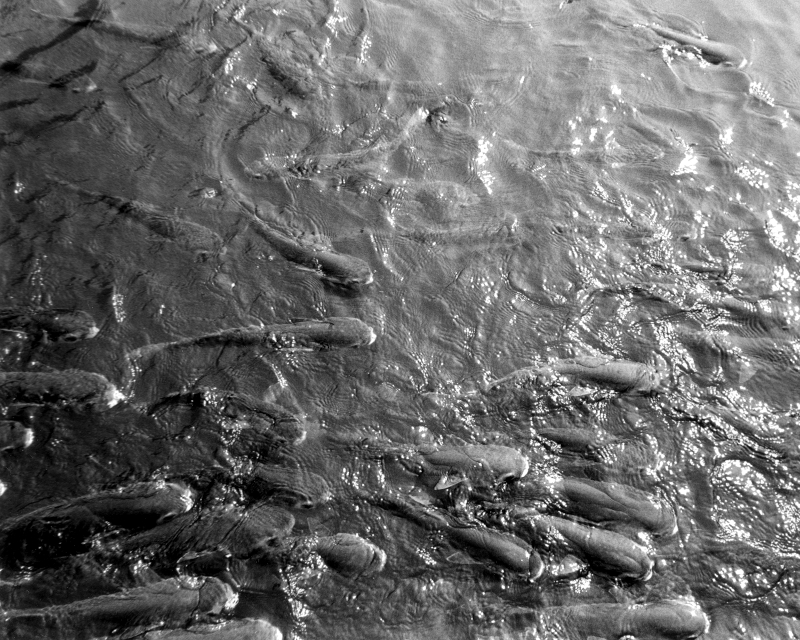 black and white image of Japanese fish in a pond swimming left to right.