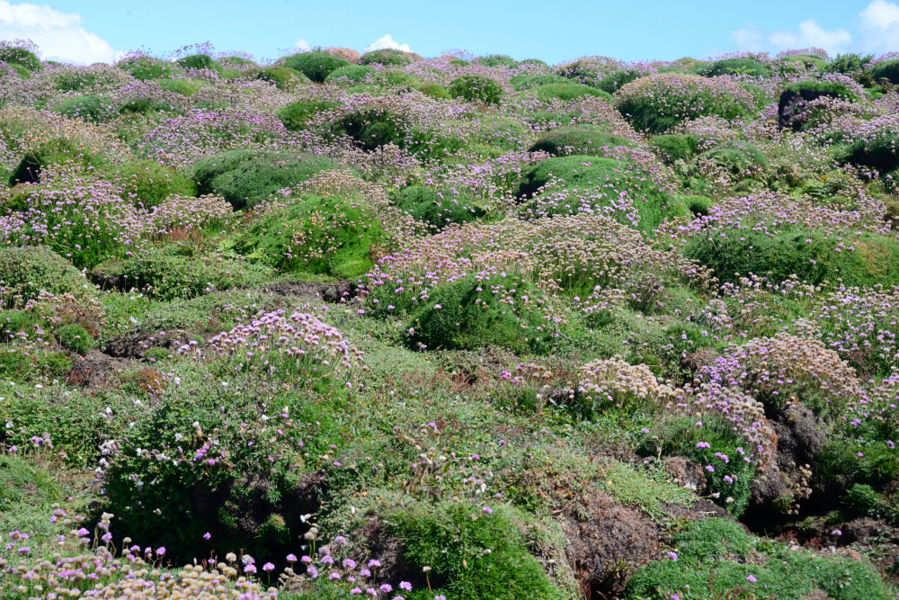 Sea thrift small pink flowers on little green mounds as far as the eye can see.