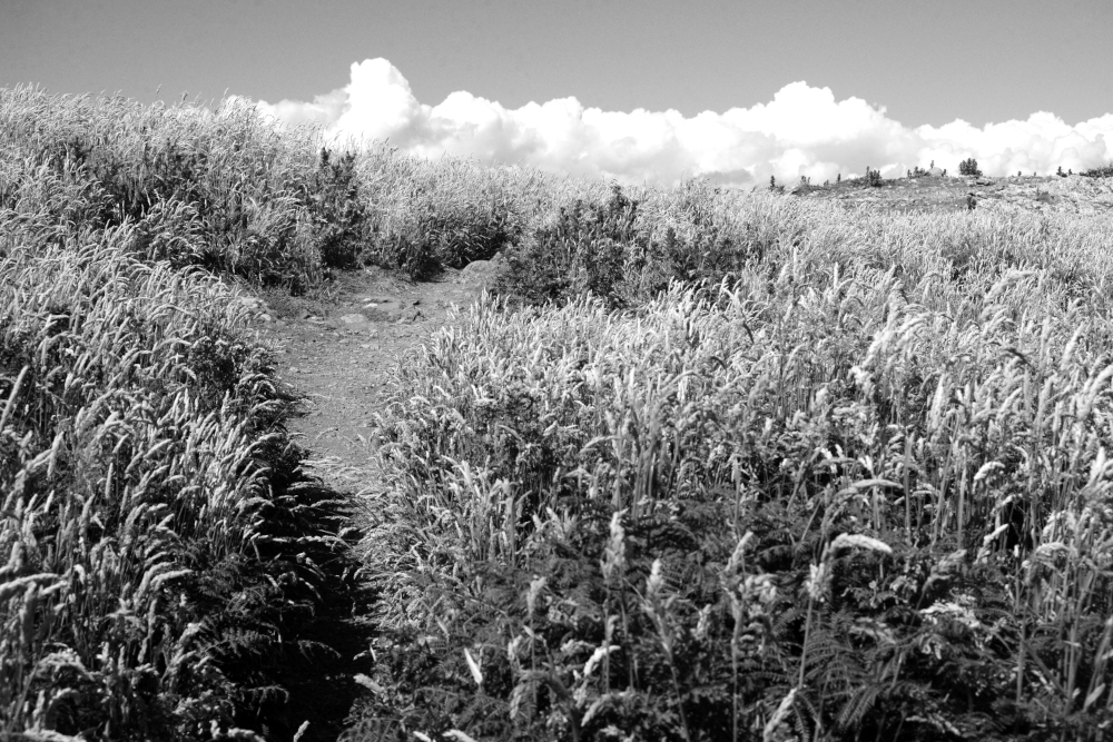 Black and white image of Long Grass hills