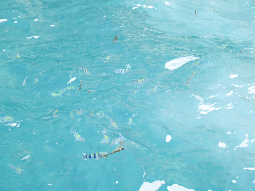 The sea with tripical fish swimming in it and light bouncing off