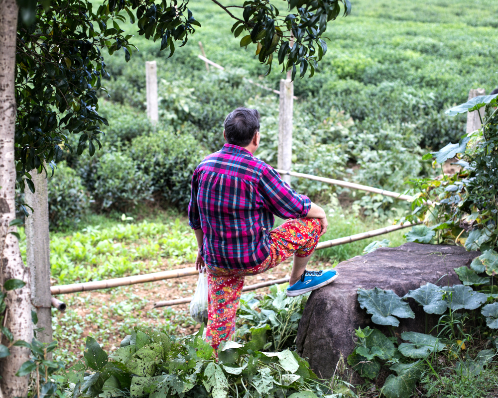 Person in colourful cloths looking out over tea groves